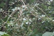 <strong>Pisonia aculeata - Ramon, Laurence - 135</strong><br />© Ramon, Laurence